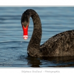 Cygne noir (Cygnus atratus - Black Swan) - Saison : Automne - Lieu : Marais du Crotoy, Le Crotoy, Baie de Somme, Somme, Picardie, France