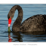 Cygne noir (Cygnus atratus - Black Swan) en train de manger des plantes aquatiques pour se nourrir.  - Saison : Automne - Lieu : Marais du Crotoy, Le Crotoy, Baie de Somme, Somme, Picardie, France