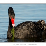 Cygne noir (Cygnus atratus - Black Swan) en train de manger des plantes aquatiques pour se nourrir.  - Saison : Automne - Lieu : Marais du Crotoy, Le Crotoy, Baie de Somme, Somme, Picardie, France