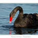 Cygne noir (Cygnus atratus - Black Swan) en train de manger des plantes aquatiques pour se nourrir.  - Saison : Automne - Lieu : Marais du Crotoy, Le Crotoy, Baie de Somme, Somme, Picardie, France