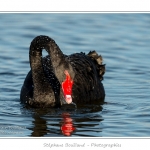 Cygne noir (Cygnus atratus - Black Swan) en train de manger des plantes aquatiques pour se nourrir.  - Saison : Automne - Lieu : Marais du Crotoy, Le Crotoy, Baie de Somme, Somme, Picardie, France