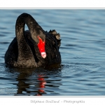 Cygne noir (Cygnus atratus - Black Swan) - Saison : Automne - Lieu : Marais du Crotoy, Le Crotoy, Baie de Somme, Somme, Picardie, France