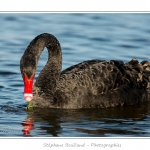 Cygne noir (Cygnus atratus - Black Swan) en train de manger des plantes aquatiques pour se nourrir.  - Saison : Automne - Lieu : Marais du Crotoy, Le Crotoy, Baie de Somme, Somme, Picardie, France