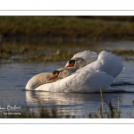 Cygne tuberculé (Cygnus olor - Mute Swan)