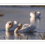 Cygne tuberculé (Cygnus olor - Mute Swan)