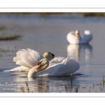 Cygne tuberculé (Cygnus olor - Mute Swan)