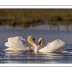 Cygne tuberculé (Cygnus olor - Mute Swan)