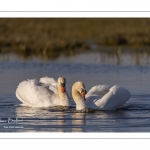 Cygne tuberculé (Cygnus olor - Mute Swan)