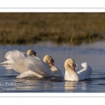 Cygne tuberculé (Cygnus olor - Mute Swan)