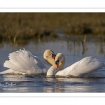 Cygne tuberculé (Cygnus olor - Mute Swan)