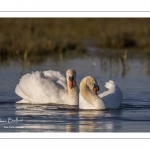 Cygne tuberculé (Cygnus olor - Mute Swan)