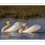 Cygne tuberculé (Cygnus olor - Mute Swan)