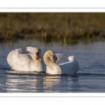 Cygne tuberculé (Cygnus olor - Mute Swan)