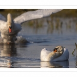 Cygne tuberculé (Cygnus olor - Mute Swan)