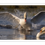 Cygne tuberculé (Cygnus olor - Mute Swan)