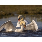 Cygne tuberculé (Cygnus olor - Mute Swan)