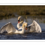 Cygne tuberculé (Cygnus olor - Mute Swan)