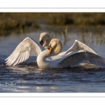 Cygne tuberculé (Cygnus olor - Mute Swan)