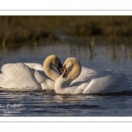 Cygne tuberculé (Cygnus olor - Mute Swan)