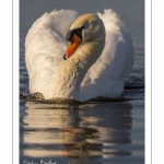Cygne tuberculé (Cygnus olor - Mute Swan)
