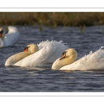 Cygne tuberculé (Cygnus olor - Mute Swan)