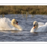 Cygne tuberculé (Cygnus olor - Mute Swan)
