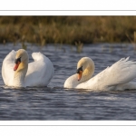 Cygne tuberculé (Cygnus olor - Mute Swan)