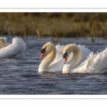 Cygne tuberculé (Cygnus olor - Mute Swan)