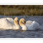 Cygne tuberculé (Cygnus olor - Mute Swan)