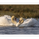 Cygne tuberculé (Cygnus olor - Mute Swan)