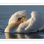 Cygne tuberculé (Cygnus olor - Mute Swan)