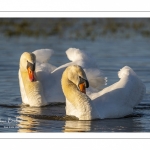 Cygne tuberculé (Cygnus olor - Mute Swan)