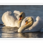 Cygne tuberculé (Cygnus olor - Mute Swan)