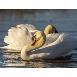 Cygne tuberculé (Cygnus olor - Mute Swan)