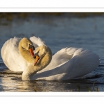 Cygne tuberculé (Cygnus olor - Mute Swan)