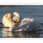 Cygne tuberculé (Cygnus olor - Mute Swan)