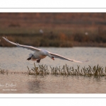 Cygne tuberculé (Cygnus olor - Mute Swan)