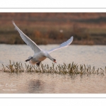 Cygne tuberculé (Cygnus olor - Mute Swan)