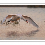 Cygne tuberculé (Cygnus olor - Mute Swan)