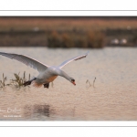 Cygne tuberculé (Cygnus olor - Mute Swan)