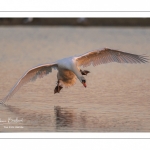 Cygne tuberculé (Cygnus olor - Mute Swan)