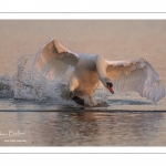 Cygne tuberculé (Cygnus olor - Mute Swan)