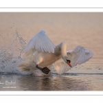 Cygne tuberculé (Cygnus olor - Mute Swan)
