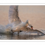 Cygne tuberculé (Cygnus olor - Mute Swan)