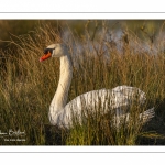 Cygne tuberculé (Cygnus olor - Mute Swan)