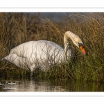 Cygne tuberculé (Cygnus olor - Mute Swan)