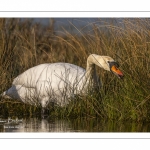 Cygne tuberculé (Cygnus olor - Mute Swan)