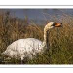 Cygne tuberculé (Cygnus olor - Mute Swan)