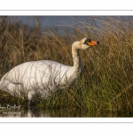 Cygne tuberculé (Cygnus olor - Mute Swan)