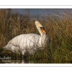 Cygne tuberculé (Cygnus olor - Mute Swan)